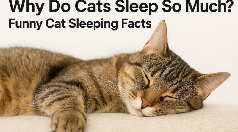 why do cats sleep so much funny cat sleeping facts